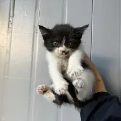 광명시 기타(흑백) 한국 고양이 암컷
