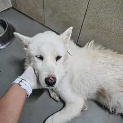 평택시 흰색 믹스견 암컷