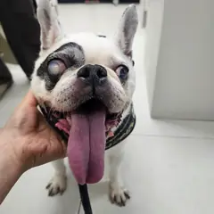 평택시 기타(흰색) 프렌치 불독 수컷