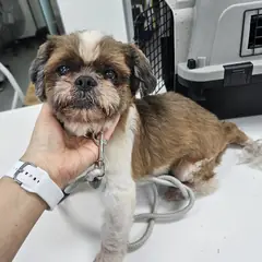 평택시 갈색&흰색 시츄 수컷