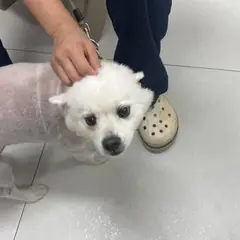평택시 흰색 스피츠 수컷