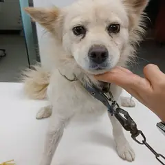 평택시 크림색 믹스견 암컷