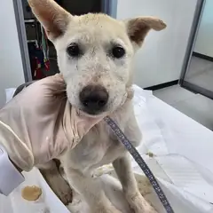 평택시 흰색 믹스견 암컷