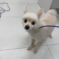 평택시 흰색 포메라니안 암컷