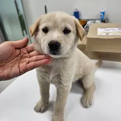 평택시 크림색 믹스견 수컷