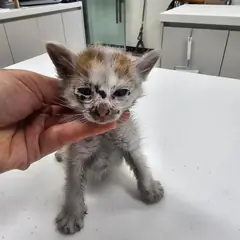 평택시 레몬색&흰색 한국 고양이 수컷