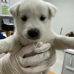 평택시 흰색 믹스견 암컷