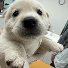 평택시 흰색 믹스견 수컷