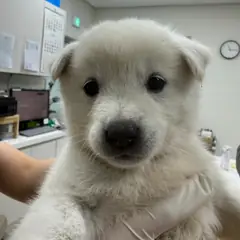 평택시 흰색 믹스견 암컷