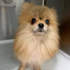 평택시 붉고 엷은 황갈색 포메라니안 수컷