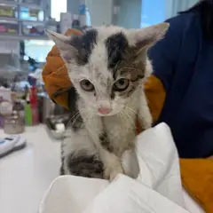 평택시 흰색/검은색 얼룩무늬 한국 고양이 수컷