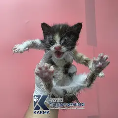 동두천시 기타(갈/검/흰) 한국 고양이 암컷
