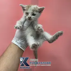 동두천시 기타(흰/노) 한국 고양이 수컷