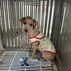 동두천시 갈색 푸들 수컷