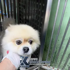 동두천시 기타(노/흰) 포메라니안 수컷