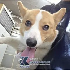 동두천시 기타(노/흰) 믹스견 암컷