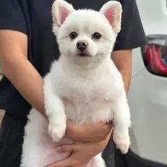 안산시 기타(백) 포메라니안 수컷