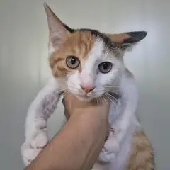 안산시 기타(백갈흑) 한국 고양이 암컷
