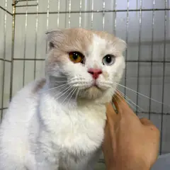 안산시 기타(갈백) 한국 고양이 수컷