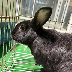 안산시 기타(흑) 기타축종 성별 미상