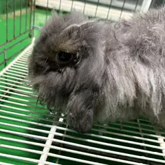 안산시 기타(회) 기타축종 성별 미상