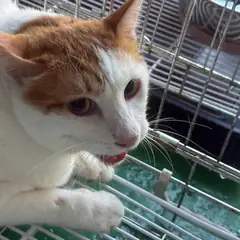 안산시 기타(갈백) 한국 고양이 성별 미상