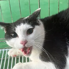안산시 기타(흑백) 한국 고양이 성별 미상