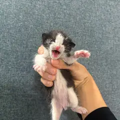 안산시 기타(흑백) 한국 고양이 수컷