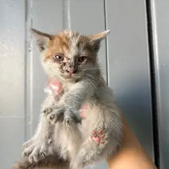 안산시 기타(갈흑백) 한국 고양이 수컷