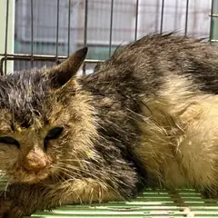 안산시 기타(갈흑백) 한국 고양이 암컷