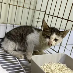 안산시 기타(갈흑백) 한국 고양이 수컷