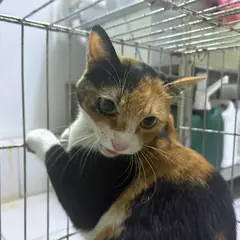 안산시 기타(흑갈백) 한국 고양이 암컷