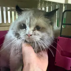 안산시 기타(갈흑) 레그돌 암컷