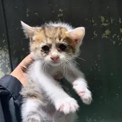 안산시 기타(백갈흑) 한국 고양이 암컷