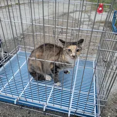 고양시 기타(삼색고등어) 한국 고양이 성별 미상