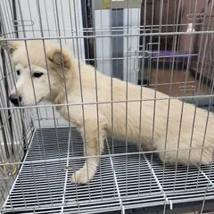 고양시 흰색&황갈색 믹스견 수컷