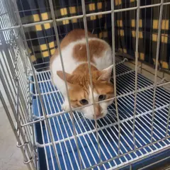 고양시 기타(치즈) 한국 고양이 성별 미상