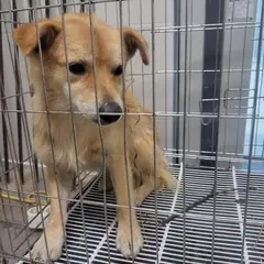 고양시 황갈색 믹스견 수컷