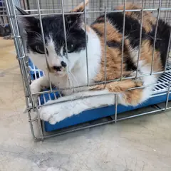 고양시 기타(삼색) 한국 고양이 암컷