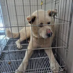 고양시 흰색 믹스견 암컷