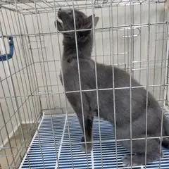 고양시 기타(회색) 러시안 블루 수컷