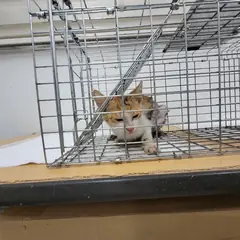 고양시 검은색흰색황토색조합 한국 고양이 암컷