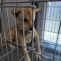 고양시 황갈색 믹스견 암컷