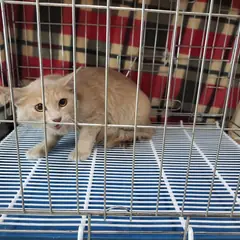 고양시 연한 갈색 기타 성별 미상