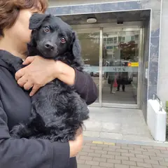 고양시 검정색 믹스견 수컷