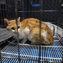고양시 레몬색&흰색 한국 고양이 성별 미상