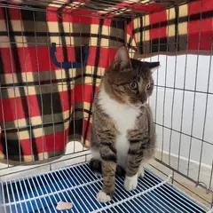 고양시 검은색흰색황토색조합 한국 고양이 수컷