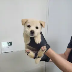 고양시 흰색 믹스견 암컷