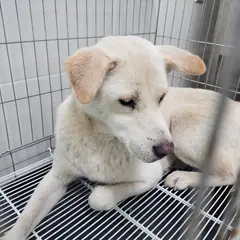 고양시 옅은 황색 믹스견 암컷