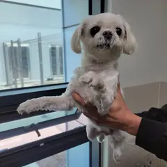 고양시 크림색 말티즈 암컷